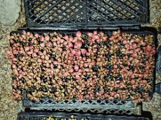 فیتونیا قرمز