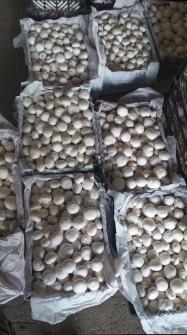 قارچ دکمه ای