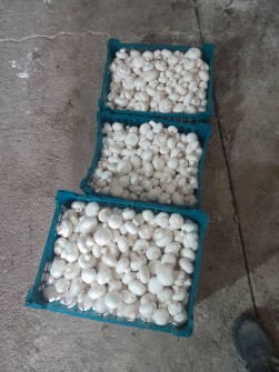 قارچ دکمه ای