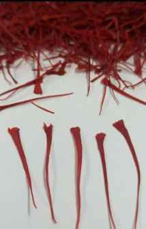 انواع زعفران