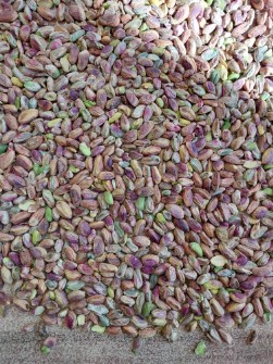 مغز پسته احمد آقایی