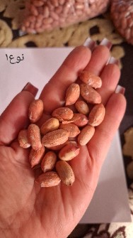 بادام گلی