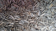 تخمه کانادایی