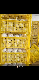 سیر خشک اعلا