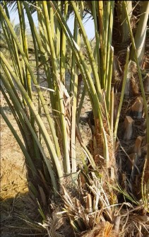 پاجوش مجول  اصل مراکشی