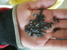 تخمه آفتابگردان مشکی