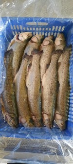 ماهی قزل آلا