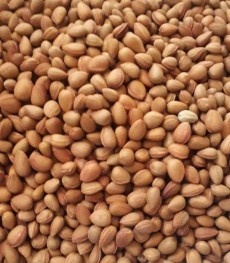 بادام تلخ کوهی