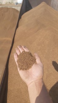 کنجاله زیتون