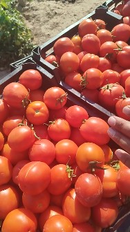 گوجه برو بیا برنتا افرا ستکا