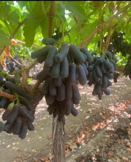 نهال انگور موندراپ