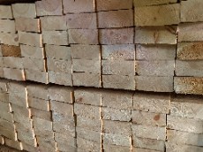 چوب روسی / یولکا و ساسنا