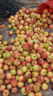 سیب سفید و قرمز