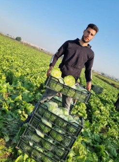 کاهو آیسبرگ