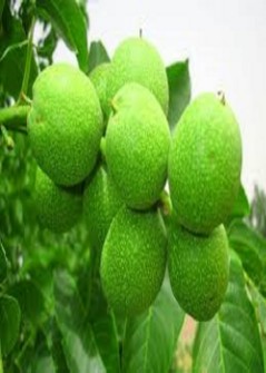 نهال گردو اسرائیلی