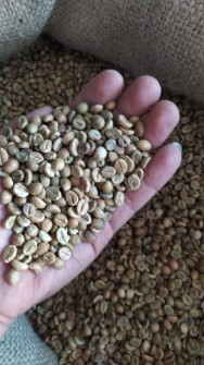 انواع دان سبز قهوه