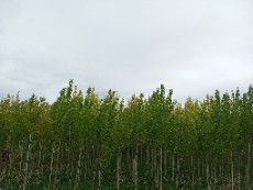 نهال صنوبر نیگرا